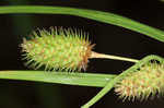 Cattail sedge